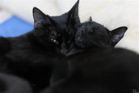 Two Black Cats Napping Photograph By Manfred Wassmann Fine Art America