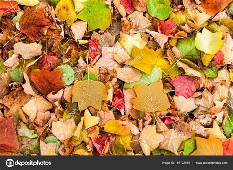 Фон с кленовыми листьями — Стоковое фото © Zakharova #166122980