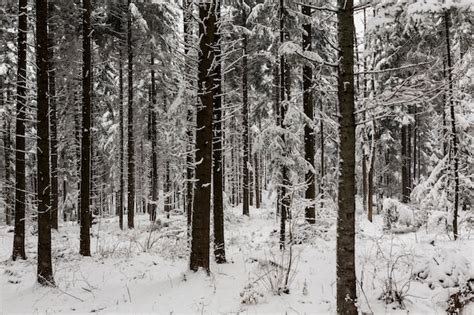 Beautiful Snowy Woods Photo Free Download