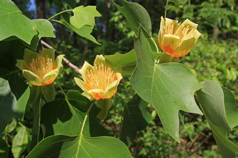 Liriodendron Tulipifera All About The Tulip Tree All Trees
