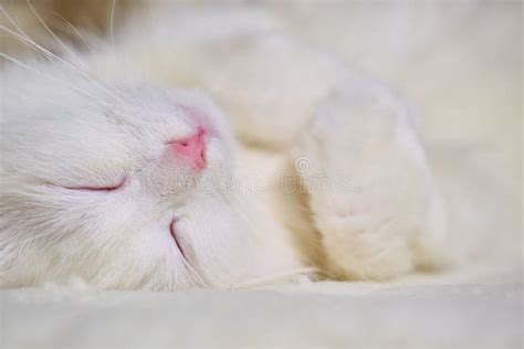 White Cat Sleeps On His Back Color Stock Photo Image Of Adorable