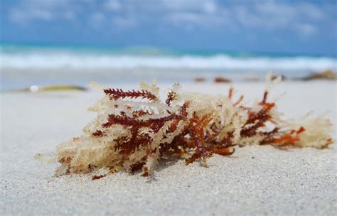 144 Cuba Seaweed Stock Photos Free And Royalty Free Stock Photos From