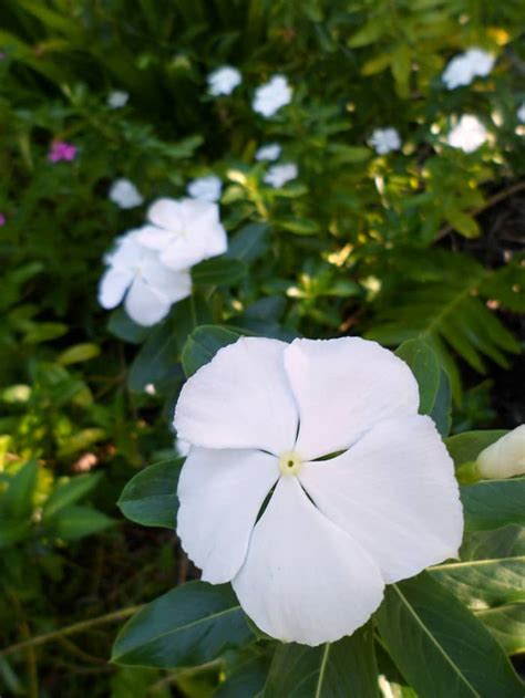 Cut flower garden flower farm flower gardening cactus flower growing flowers planting flowers cut flowers exotic flowers purple flowers. Planting a Garden With White Tropical Flowers - Dengarden ...