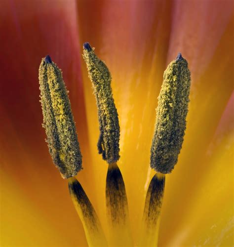 Tulip Stamens