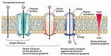 Images of Pumps Cell Membrane