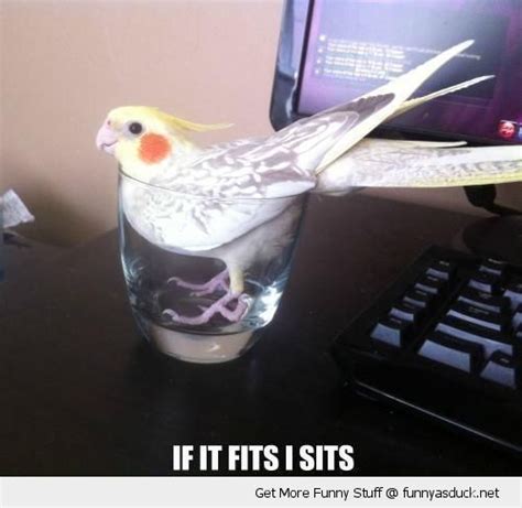 Funny Budgie Funny Budgie Glass Cup Bird If Fits Sits Funny Parrots