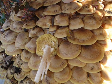 Honey Mushrooms Bay Area California Mushroom Hunting And