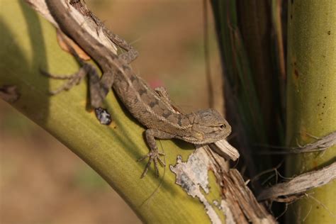 Domestic Lizard Photos Download The Best Free Domestic Lizard Stock