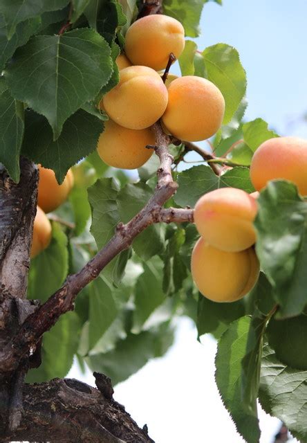 Easy Fruit Trees To Grow In California Fruit Trees