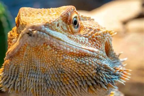 what are the holes on a bearded dragon s head beginner s guide reptiles time