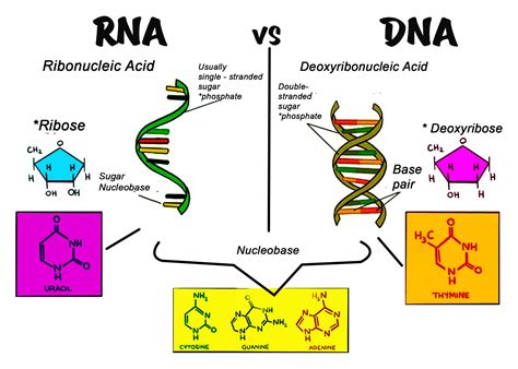 The Differences Between Dna And Rna Explained With Di Vrogue Co