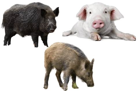 Pigs Hogs And Boars Whats The Difference The Farming Guy