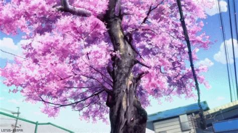 Tree Animated  Anime Scenery Sakura Tree Anime