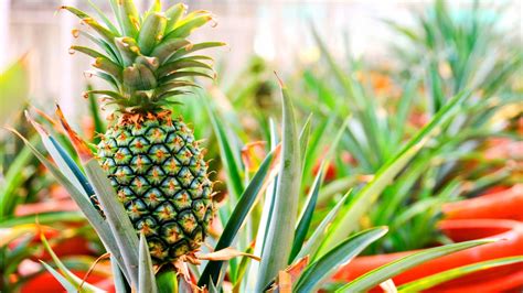 How To Grow Pineapple From Seeds Slick Garden