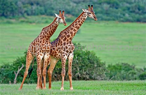 The Giraffe Largest Animal In The World Animals Lover