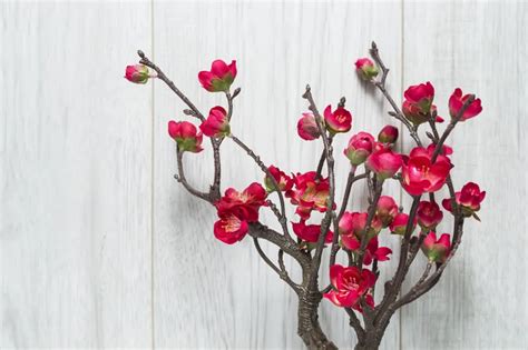 Cherry Blossom Bonsai Care Guide