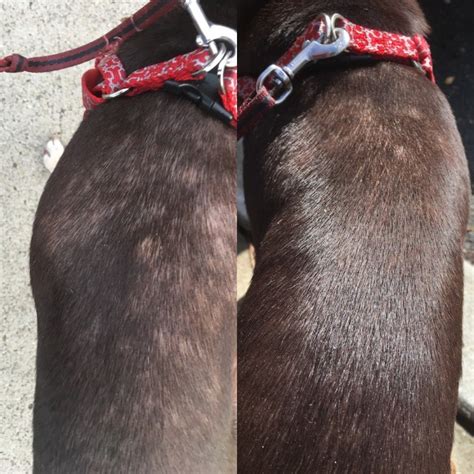 Olive oil is great at moisturizing dry, rough skin. Heal Your Dogs Dry Skin And Hair Loss - Detoxapet