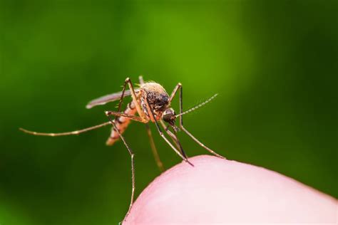 Mosquitoes Use Specialized Wing Tones To Buzz Potential Mates Hub