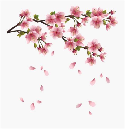 White petaled flower , easter lily christian cross flower funeral , lily transparent background png clipart. Cherry Blossoms Png - Transparent Sakura Flower Png , Free ...