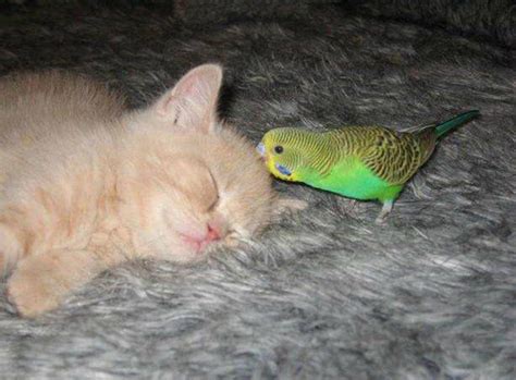 Maybe you would like to learn more about one of these? The Cutest Best Friends in The World - Click Here to See!
