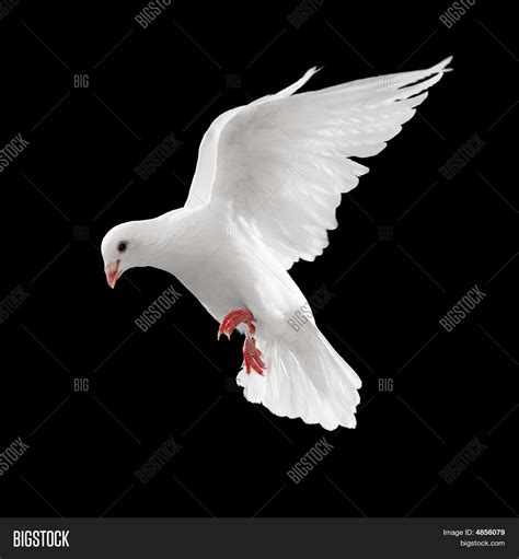 Dove In Flight Stock Photo And Stock Images Bigstock