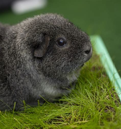 Information About The Rex Guinea Pig Facts Traits And More Pet