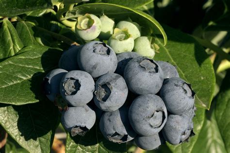 Premier Rabbiteye Blueberry Plant Isons Nursery And Vineyard