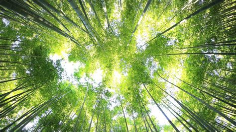 Environmental science, interdisciplinary academic field that draws on ecology, geology, meteorology, biology, chemistry, engineering, and physics to study environmental problems and human impacts on the environment. Environmental Responsibility | Clays