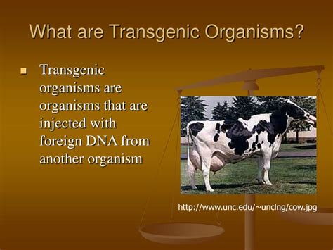 It has genes from more than one organism. PPT - Lecture 20 PowerPoint Presentation, free download - ID:829482