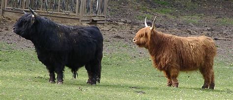 Highland Cattle Animal Facts Bos Taurus A Z Animals