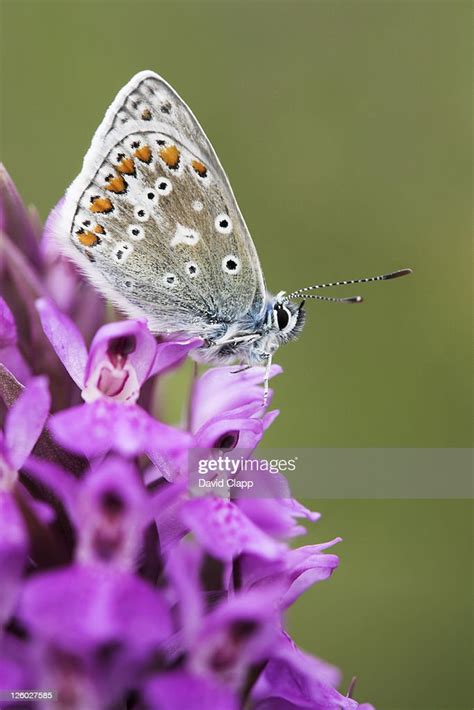 Female Common Blue Butterfly Dawlish Warren Nature Reserve Devon