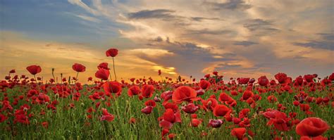 Download Sunset Poppy Field Flowers Red 2560x1080 Wallpaper Dual