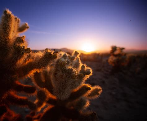 Cholla Cactus Garden Sunrise In Joshua Tree National Park Hopper206