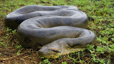 Las 8 Anacondas Más Grandes Del Mundo Muytoptop