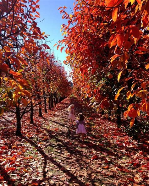 Raeburn Orchards Perths Beautiful Autumn Paradise