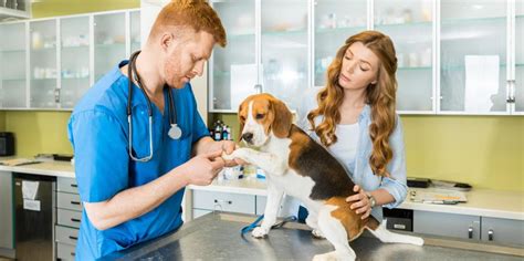 Develops, establishes and implements the policy and overall operation of the department. 3 Must-Have Insurance Policies for Veterinarians - Michael E Glick Insurance