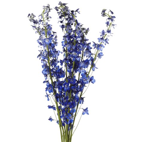 Dark Blue Delphinium 90cm Upstate Flower Market