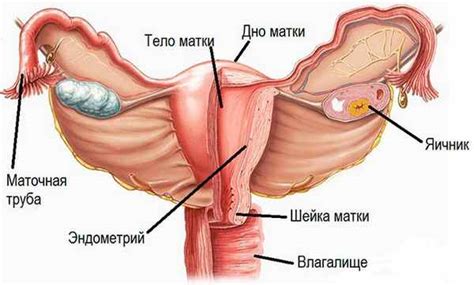 Лучевые признаки атрофии эндометрия