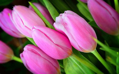 Pink Tulip Flowers Hd Desktop Wallpapers 4k Hd