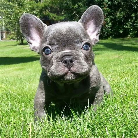 Stumped about which name is best for your french bulldog? EXOTIC, EXQUISITE & RARE BLUE, CHOCOLATE & LILAC FRENCH ...