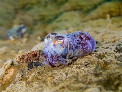 Hawaiian Bobtail Squid Oceana