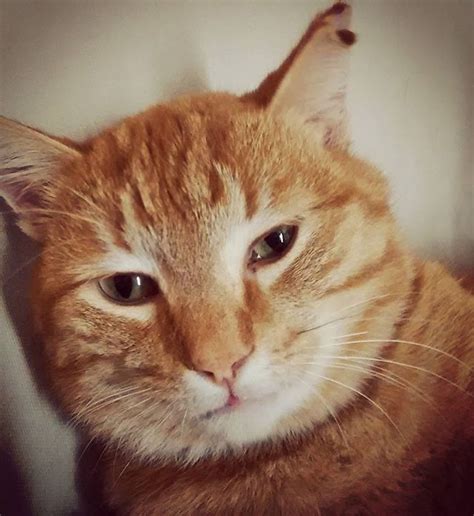 This Is My Orange Tabby Cat Cora Meow Coreycora Orange Tabby Cats