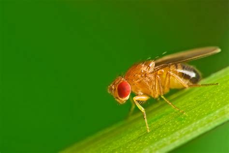 Understanding Fruit Fly National Fruit Fly Council