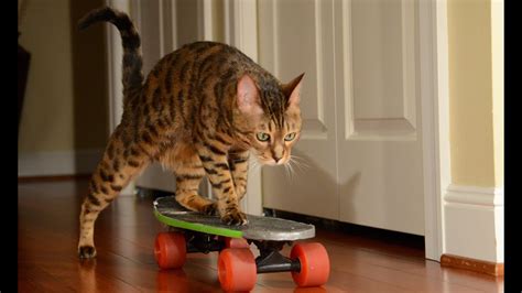Romeo The Skateboarding Cat Original Youtube