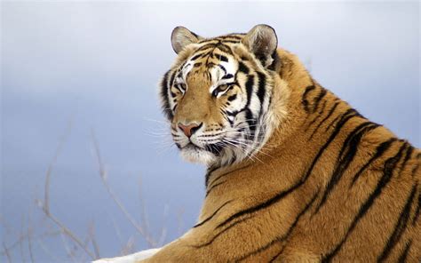 Tiger Jungle Bengal Animal Hd Wallpaper Peakpx