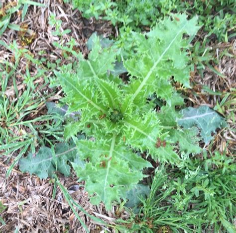 Weed control is one of the top lawn care problems, but you can kill weeds in your yard with these simple methods — if you're diligent. The Foraged Foodie: Sow Thistle Chips: Like Kale Chips ...