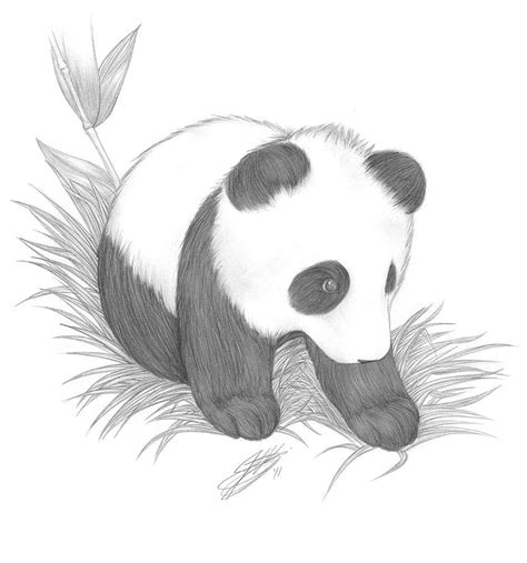 Baby Panda Drawing In Pencil