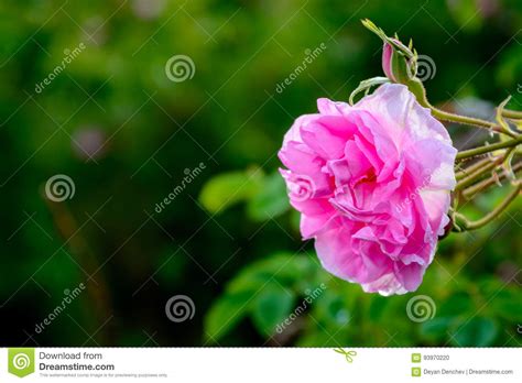 Bulgarian Rose Oil Muskal Isolated With Clipping Path Souvenir Form