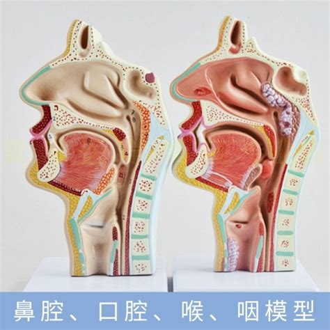 Oral Pharynx Nasal Cavity And Throat Median Sagittal Fracture Model Of