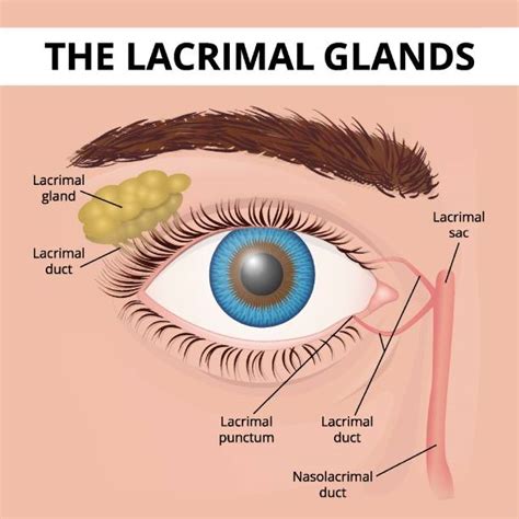 Lacrimal Gland Stock Photos Pictures And Royalty Free Images Istock